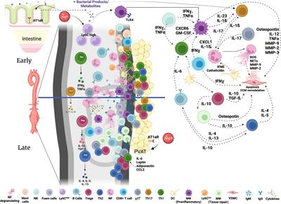 Immune and inflammatory mechanisms of abdominal aortic aneurysm